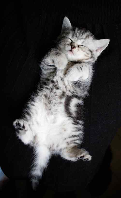 美短小猫奇葩睡姿手机壁纸