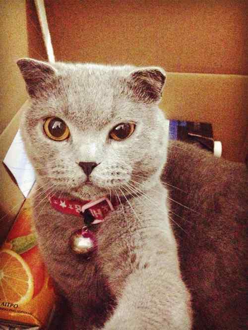 可爱英短猫咪自拍照手机壁纸