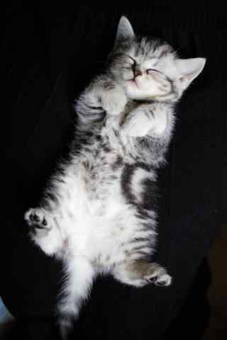 美短小猫奇葩睡姿手机壁纸