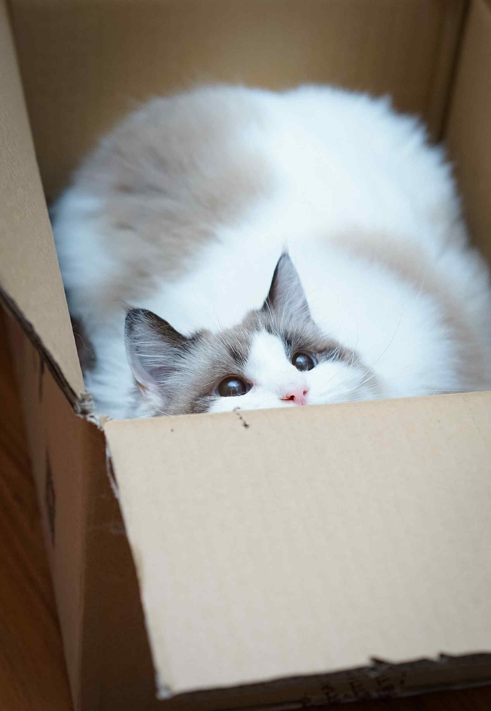 萌萌哒躲在箱子里的布偶猫手机壁纸