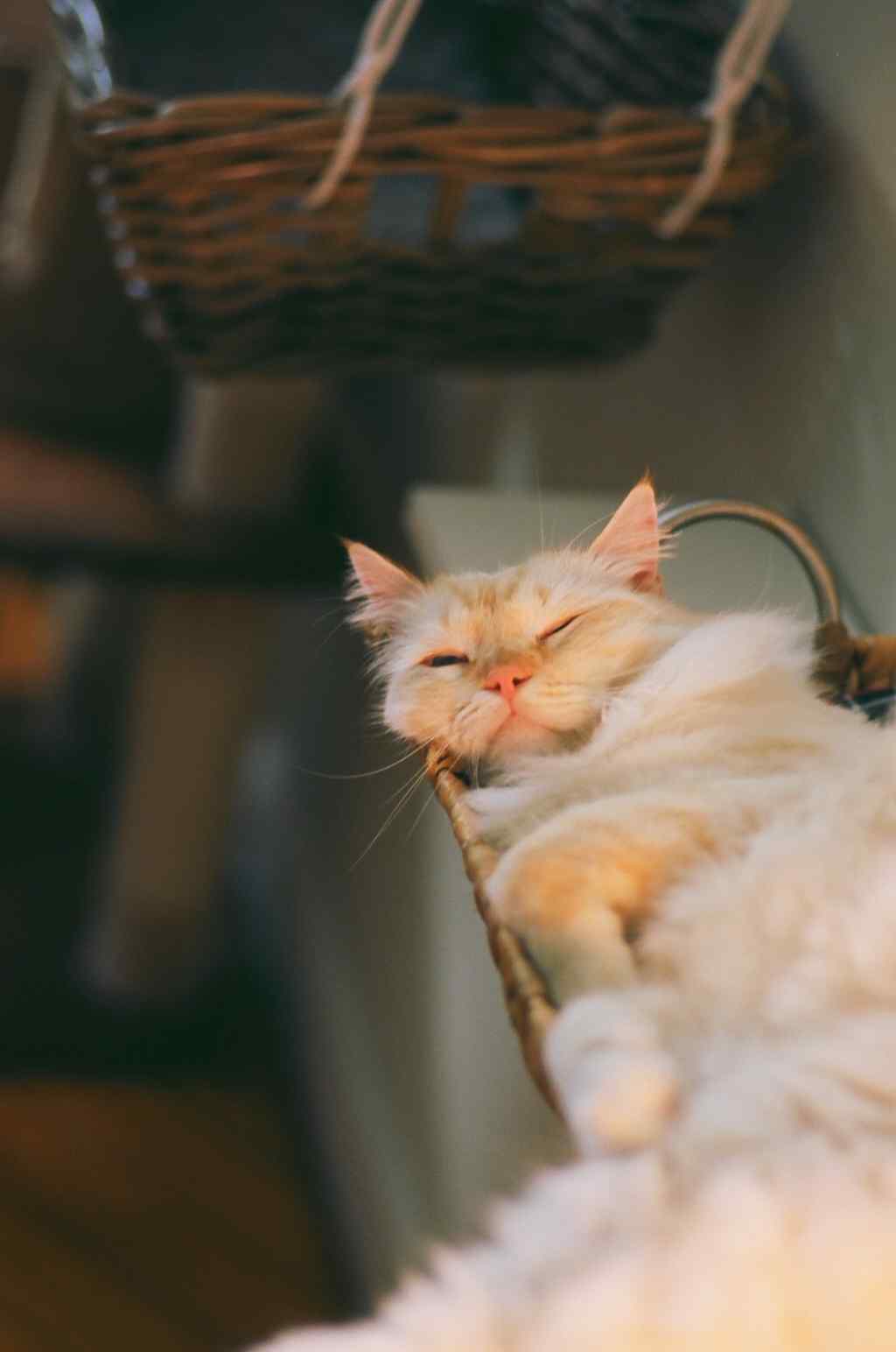 睡眼迷蒙的可爱布偶猫手机壁纸