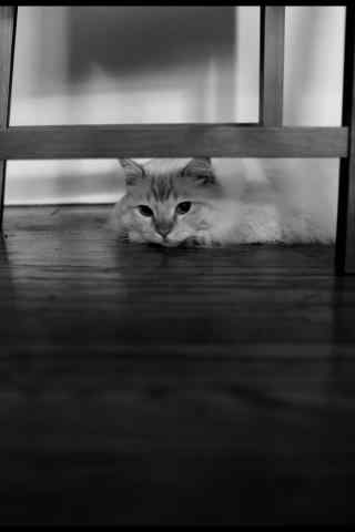 黑白个性布偶猫躲