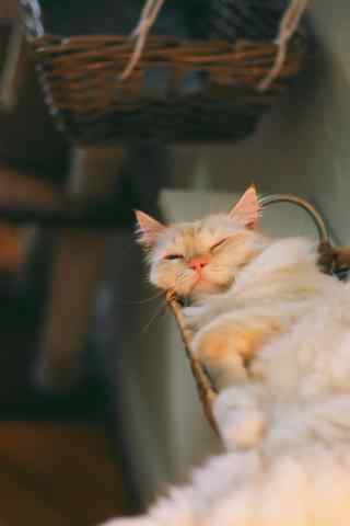 睡眼迷蒙的可爱布偶猫手机壁纸