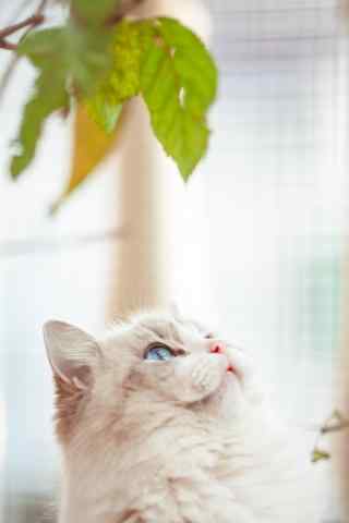 甜美可爱的布偶猫