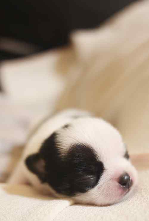 吉娃娃幼犬可爱睡颜手机壁纸