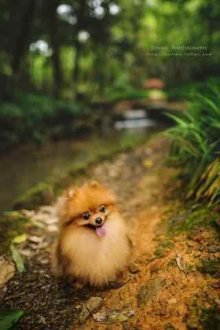 在森林里的可爱博美狗狗手机壁纸