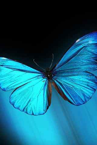 唯美美丽的蓝色蝴蝶手机壁纸