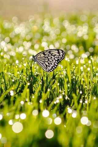 绿色小清新停在草坪上的美丽蝴蝶手机壁纸