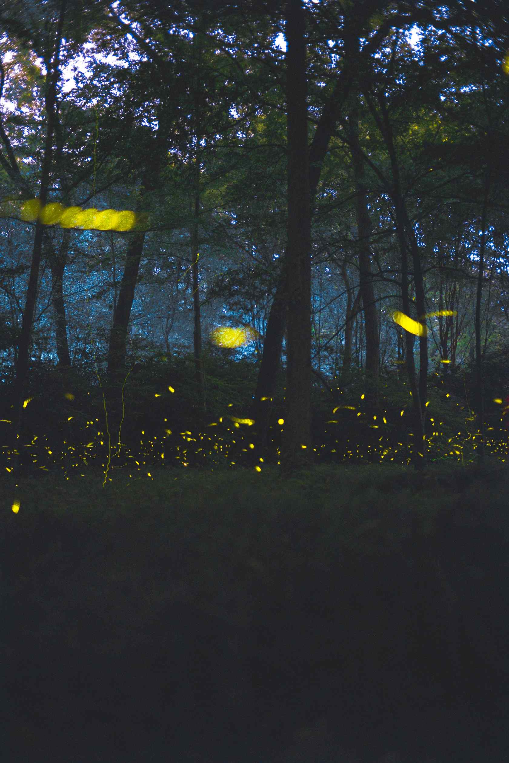 夏夜林间萤火虫手机壁纸图片下载