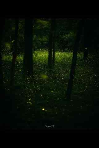 夜晚林间萤火虫手机壁纸