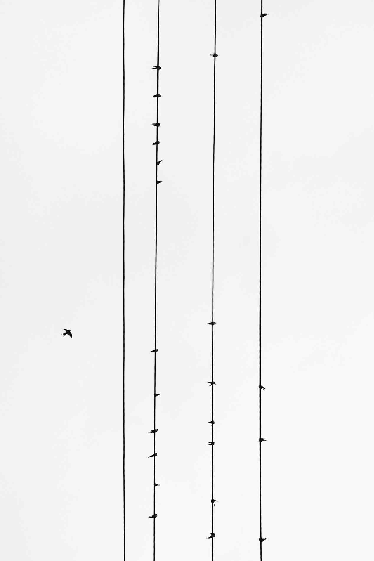 创意黑白燕子摄影图片手机壁纸