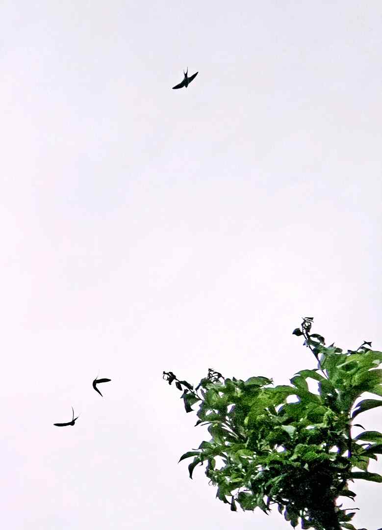 天空中飞翔的小燕子手机壁纸