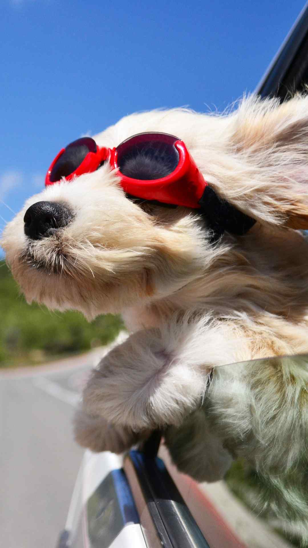 可爱狗狗图片超高清iPhone7高清手机壁纸