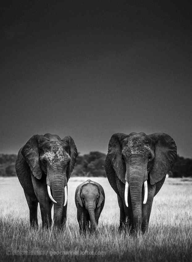 黑白创意摄影图片之草原大象