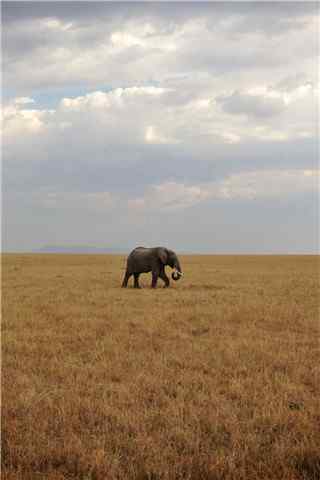 草原上孤独的大象手机壁纸