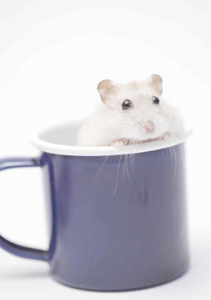 杯子里的可爱小白鼠图片手机壁纸