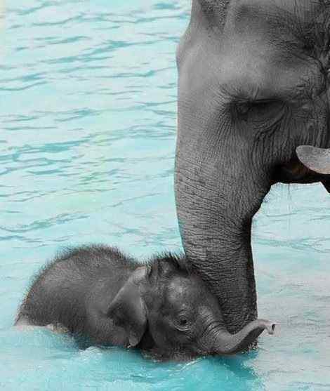 可爱的大象母子水中嬉戏手机壁纸