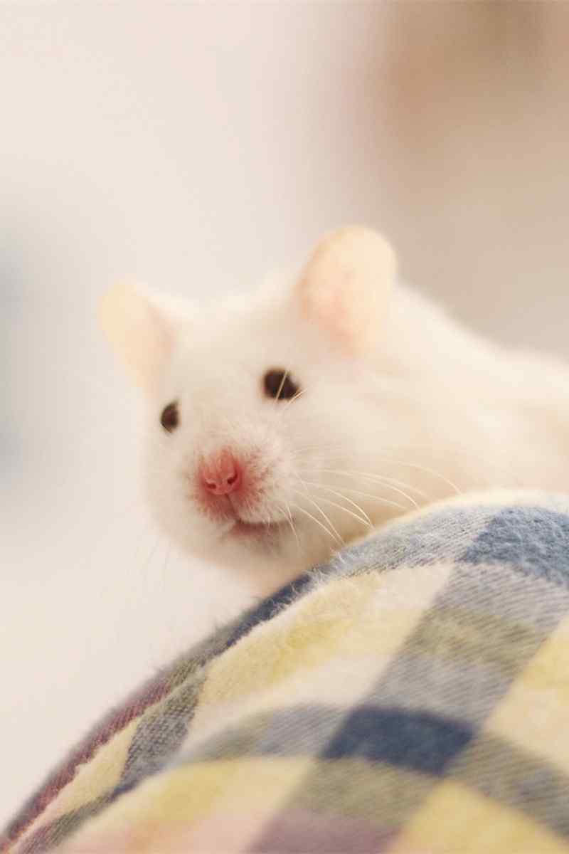 沙发上的可爱小白鼠图片高清手机壁纸