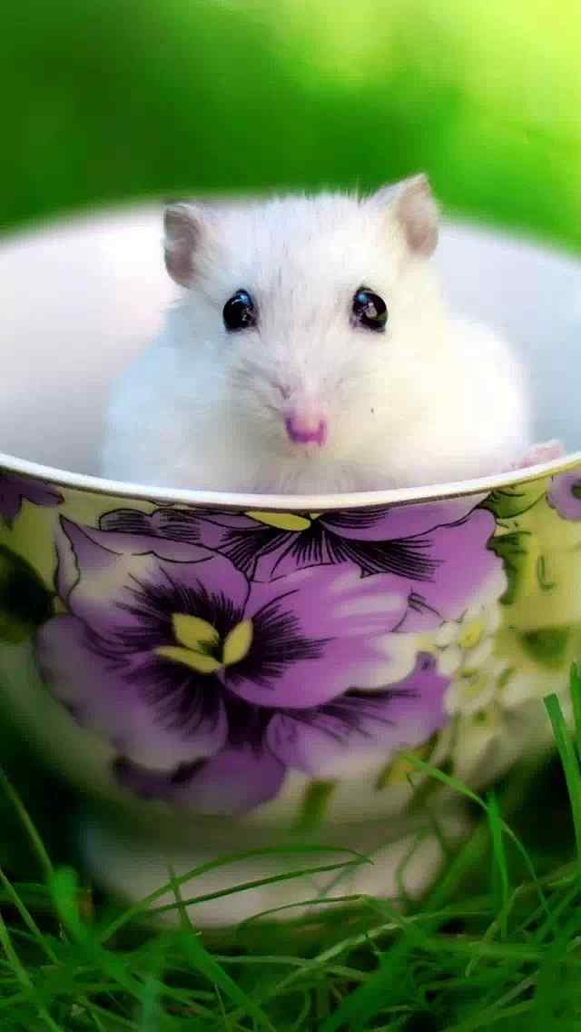 杯子里呆萌可爱的宠物小白鼠高清手机壁纸