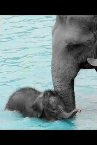可爱的大象母子水
