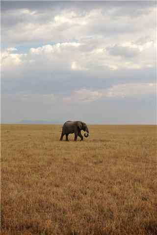 草原上孤独的大象