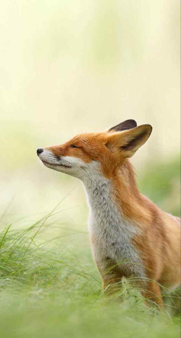 草地上可爱小狐狸手机壁纸