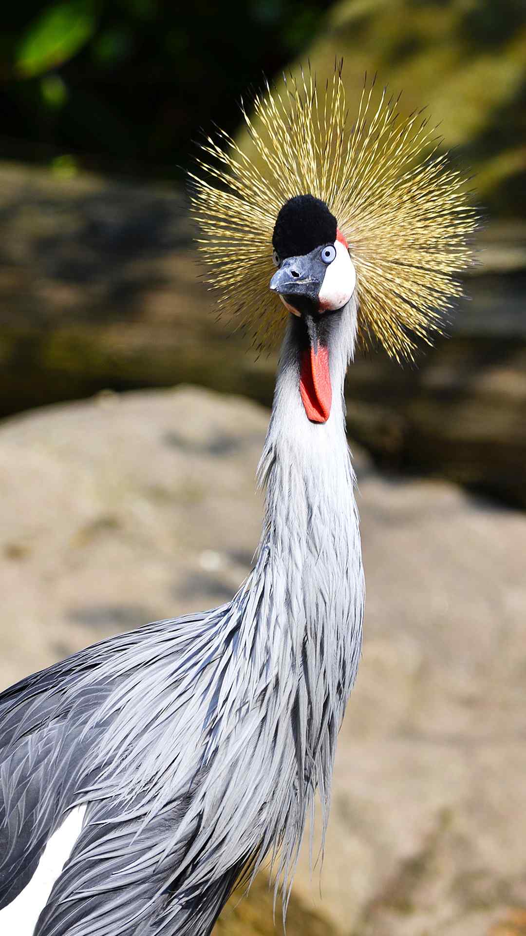 非洲灰冠鹤图片高清动物手机壁纸