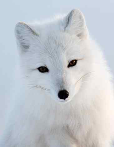 白色美丽的北极狐手机壁纸