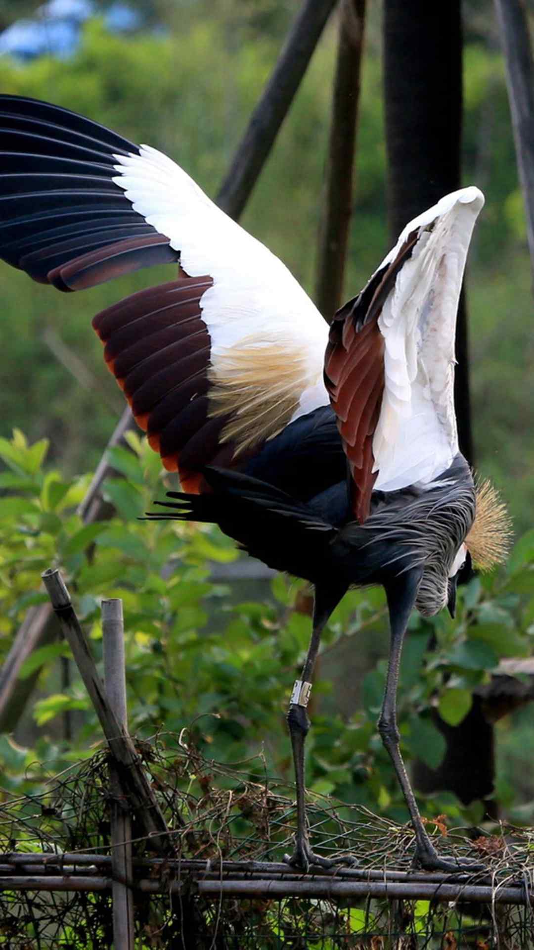 非洲灰冠鹤图片高清动物手机壁纸