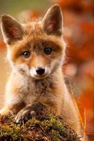 聪明可爱的小狐狸