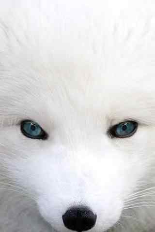 美丽的白色北极狐