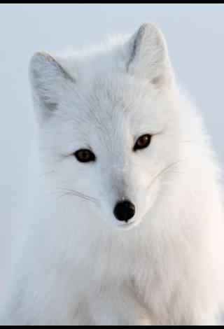 白色美丽的北极狐