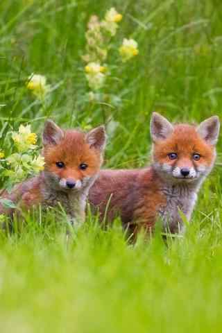 草地上两只可爱的小狐狸手机壁纸
