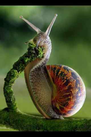 文艺艺术摄影蜗牛