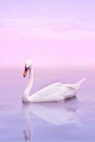 粉色唯美清新天鹅