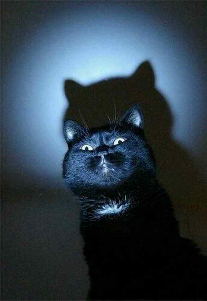 黑猫搞怪可爱图片手机壁纸