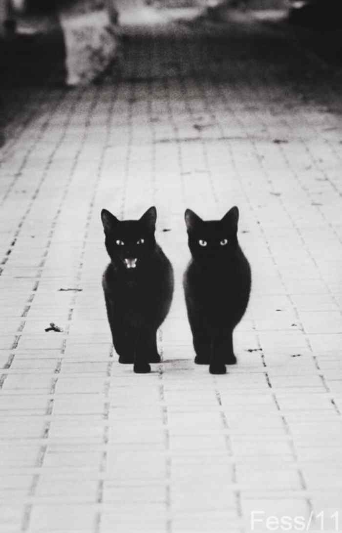 黑猫两只小猫霸气走来简约图片手机壁纸