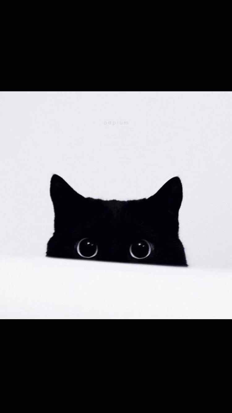 黑猫圆圆大眼睛可爱图片手机壁纸