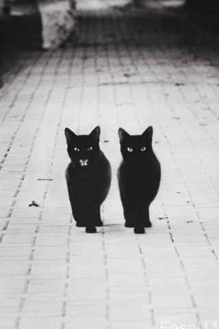 黑猫两只小猫霸气