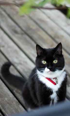 黑猫可爱白色脖子图片手机壁纸
