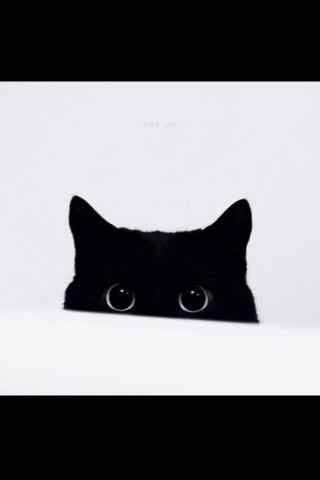 黑猫圆圆大眼睛可爱图片手机壁纸