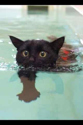 黑猫游泳卖萌图片桌面壁纸