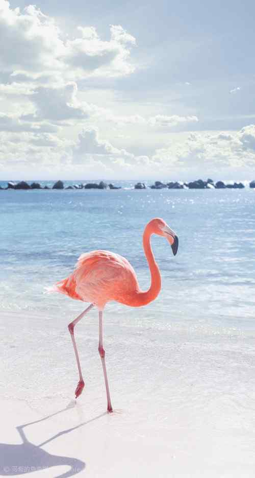 粉色火烈鸟海边唯美高清图片手机壁纸
