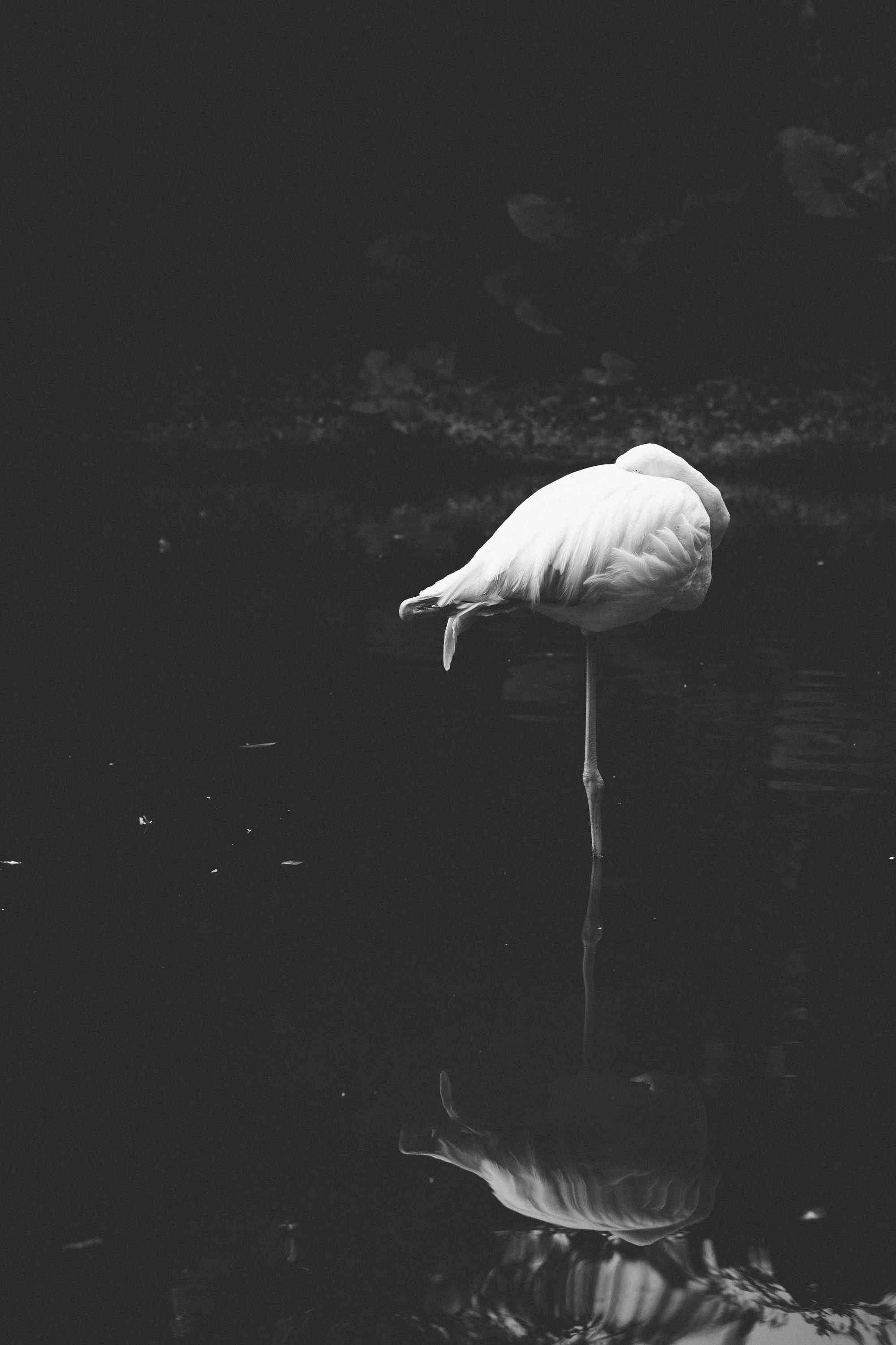火烈鸟创意黑白摄影高清图片手机壁纸