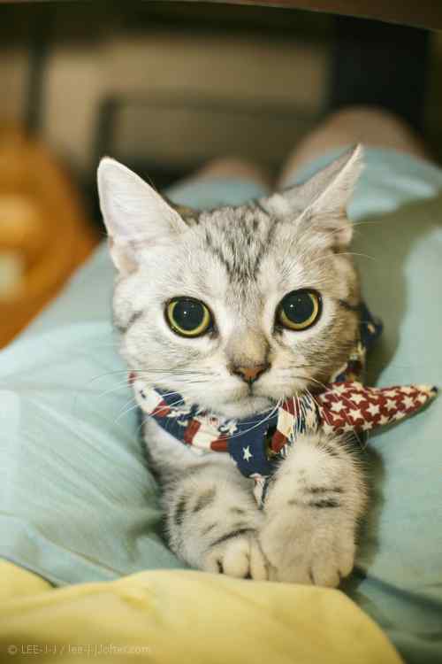 打领结的猫咪可爱图片手机壁纸