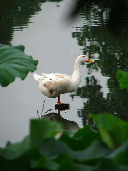 单脚站立的白色鸭子可爱图片
