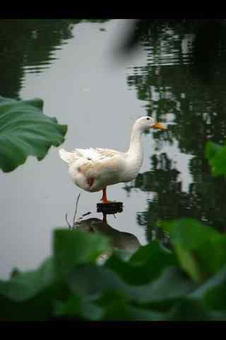 单脚站立的白色鸭子可爱图片