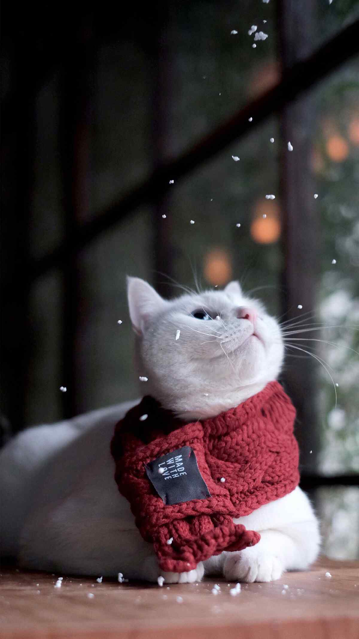 可爱的小猫咪红色围巾图片手机壁纸