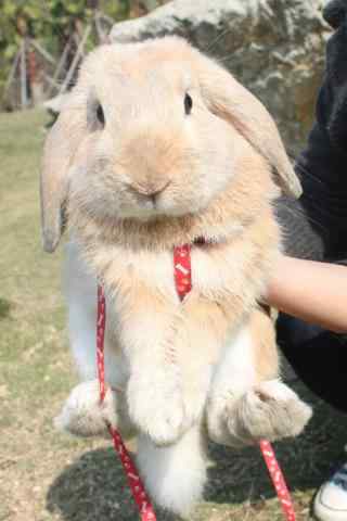 漂亮可爱的垂耳兔