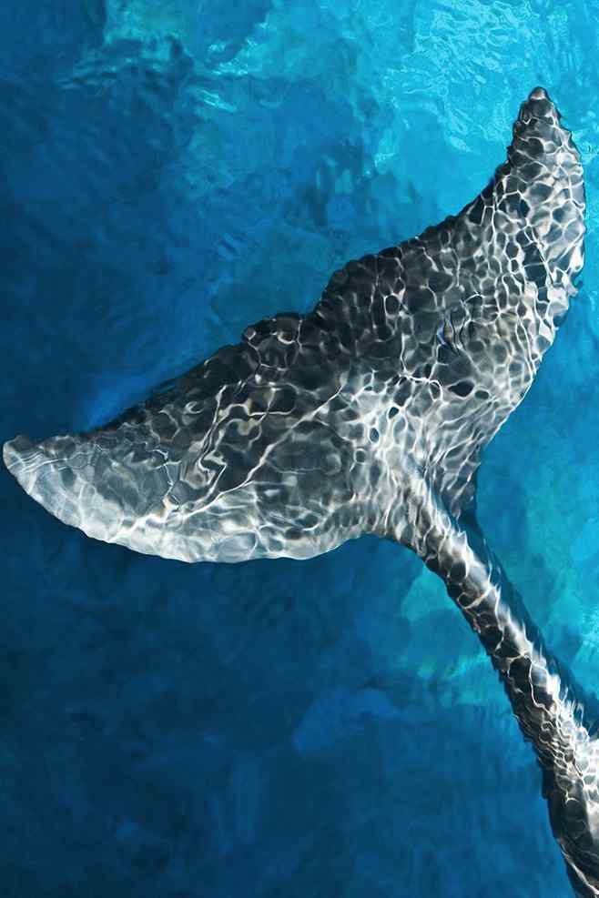 鲸的尾巴手机壁纸